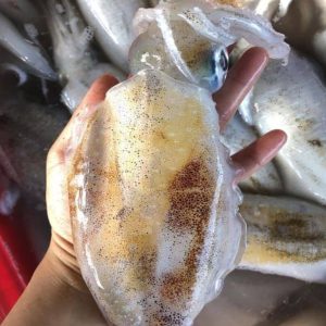 Mực nhập khẩu