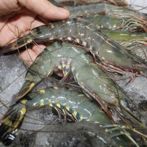 Tôm nhập khẩu