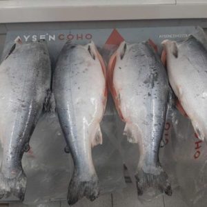 Cá hồi Coho đông lạnh (Nauy)