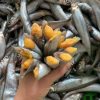 Cá trứng 100% Full (Nauy)
