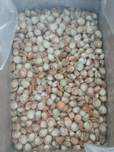 cồi sò điệp hấp 80-100 2